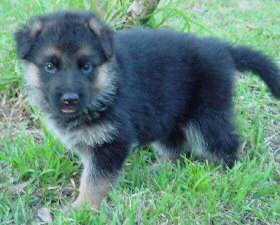KUIRAU puppies are given plenty of room to play