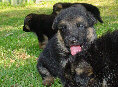 Puppy Picture Slideshow